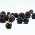 BlackBerry Ruled Then Disappeared — A crisp image of fresh, juicy blackberries on a clean, white background.