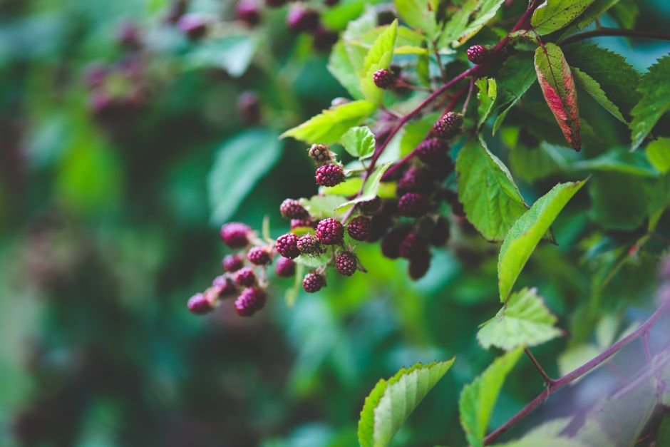 BlackBerry Ruled Then Disappeared — Macro photo of ripe and unripe blackberries on a green shrub branch.
