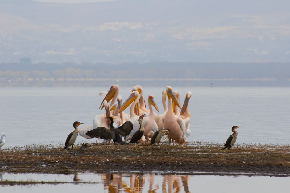 Lehman — A serene scene of pelicans and cormorants gathered by the lakeside, showcasing birdlife harmony.